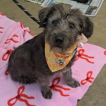 Mixed Breed Dogs Available for Adoption - Woody | PetCurious