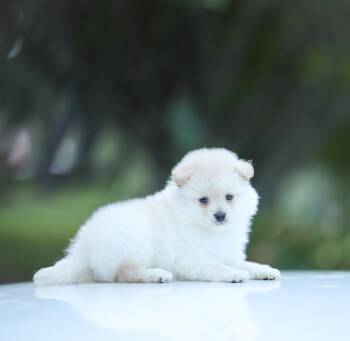 Cream Puff -  Pomeranian Dog for Adoption in Lucedale, Mississippi - Cream Puff | PetCurious