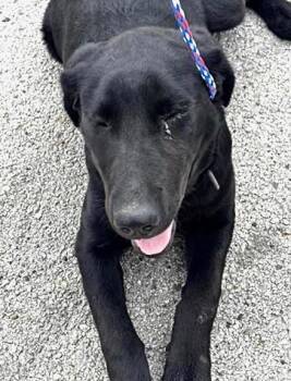 Labrador Retriever Dogs Available for Adoption in Houston, Texas - A654207 | PetCurious