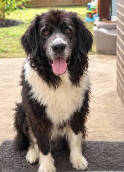 Sheba -  Newfoundland Dog Dog for Adoption in Dallas, Texas - Sheba | PetCurious