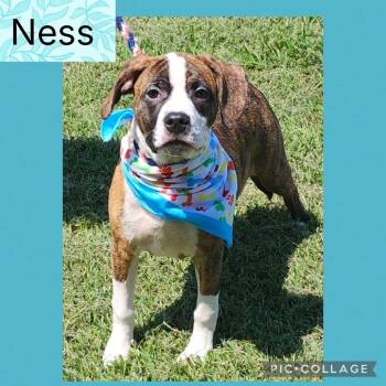 Rescue Boxer and American Staffordshire Terrier Dogs for Adoption in New Orleans, Louisiana - Ness | PetCurious