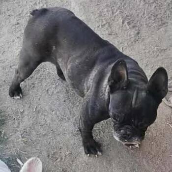 Lady Godiva -  French Bulldog Dog for Adoption in Sonoma, California - Lady Godiva | PetCurious