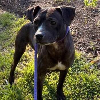 Pit Bull Terrier Dogs Available for Adoption in Manassas, Virginia - Claudia (ID 51236/1380) | PetCurious