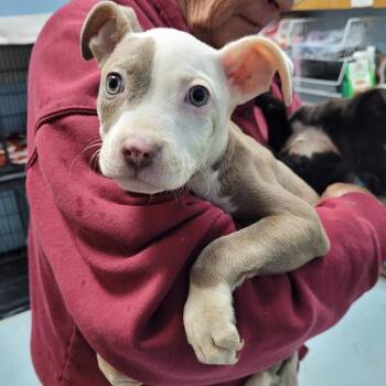 Pit Bull Terrier Dogs Available for Adoption - Elsa | PetCurious