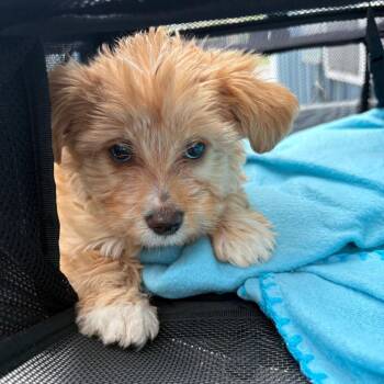 Charlie -  Maltese and Miniature Poodle Dog Available for Adoption in Pennsville Township, New Jersey - Charlie | PetCurious