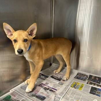 Mixed Breed Dogs Available for Adoption in Knoxville, Tennessee - Nirvana | PetCurious