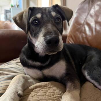 Shepherd Dogs Available for Adoption in Enid, Oklahoma - Roscoe | PetCurious