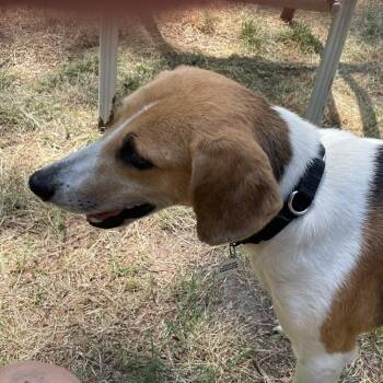 Hound and Mixed Breed Dogs Available for Adoption in Raleigh, North Carolina - Gin Rummy | PetCurious