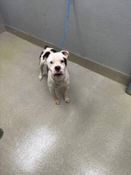 Pit Bull Terrier Dogs Available for Adoption in Las Vegas, Nevada - MEATBALL | PetCurious