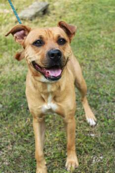Rescue Pit Bull Terrier Dogs for Adoption in Ona, West Virginia - Bonnie | PetCurious