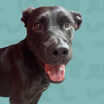 Patrova -  Mixed Breed and Labrador Retriever Dog for Adoption in Reno, Nevada - Patrova | PetCurious