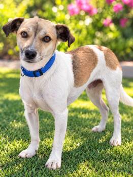 JACK -  Rat Terrier and Chihuahua Dog for Adoption in El Segundo, California - JACK | PetCurious