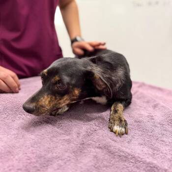Mama -  Terrier Dog for Adoption in Chico, California - Mama | PetCurious