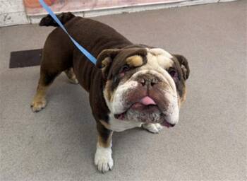 BENTLEY -  American Bulldog and Mixed Breed Dog for Adoption in San Bernardino, California - BENTLEY | PetCurious