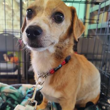 Rescue Chihuahua Dogs for Adoption in Marana, Arizona - T-Bone | PetCurious