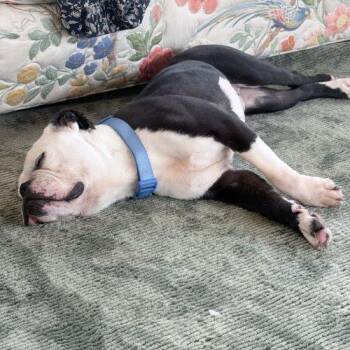 Diesel -  English Bulldog and Boston Terrier Dog for Adoption in Chicago, Illinois - Diesel | PetCurious