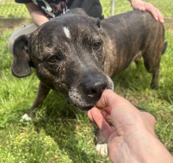 Terrier Dogs Available for Adoption in Longview, Texas - Ranger | PetCurious