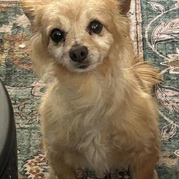 Chihuahua Dogs Available for Adoption in Sarasota, Florida - Kado | PetCurious