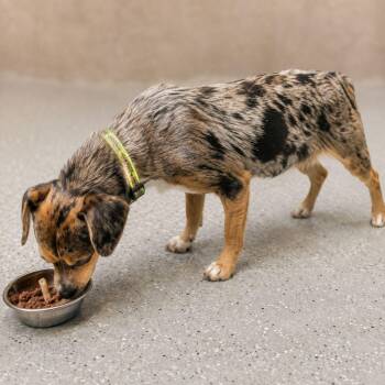 Sage -  Beagle and Australian Cattle Dog Blue Heeler Dog for Adoption in Plain City, Ohio - Sage | PetCurious
