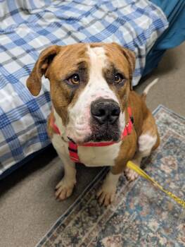 Rescue American Bulldog Dogs for Adoption in Stratford, Connecticut - Walter | PetCurious