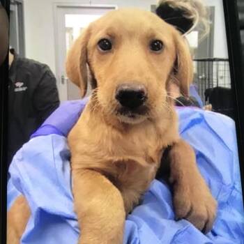 Golden Retriever and Mixed Breed Dogs Available for Adoption in Tampa, Florida - Electra | PetCurious