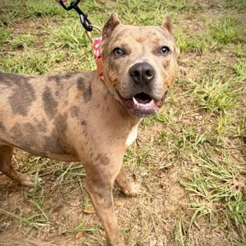 Rosie -  Pit Bull Terrier Dog for Adoption in Georgetown, Kentucky - Rosie | PetCurious