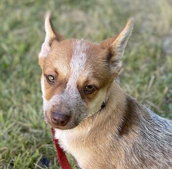 Wilma -  Australian Cattle Dog Blue Heeler Dog for Adoption in Bedford, Virginia - Wilma | PetCurious