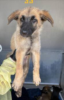 AAD New Arrival! George - 26130 -  German Shepherd Dog Dog for Adoption in Armonk, New York - AAD New Arrival! George - 26130 | PetCurious