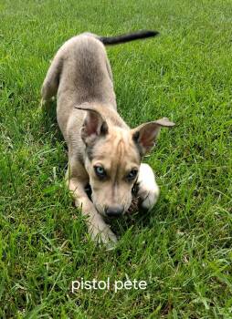 Pit Bull Terrier and Husky Dogs Available for Adoption in Urbana, Ohio - Pistol Pete | PetCurious