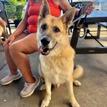 Shep -  German Shepherd Dog Dog for Adoption in Tulsa, Oklahoma - Shep | PetCurious