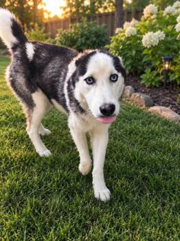 Balto -  Husky Dog for Adoption in Lagrange, Indiana - Balto | PetCurious