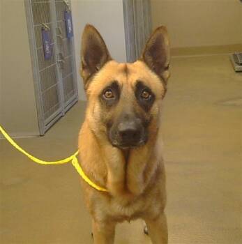 LUIGI -  German Shepherd Dog Dog for Adoption in Sacramento, California - LUIGI | PetCurious