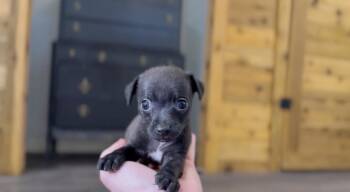 Alex P Keaton -  Chihuahua Dog for Adoption in Friendswood, Texas - Alex P Keaton | PetCurious