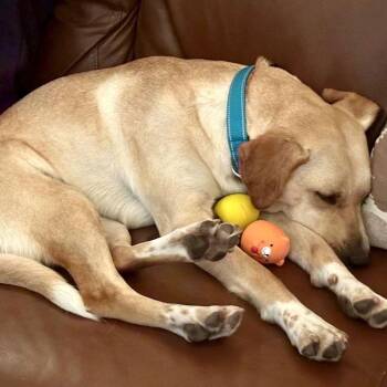 Golden Retriever Dogs Available for Adoption - Lemon | PetCurious