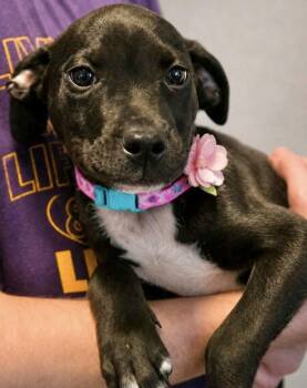 Labrador Retriever Dogs Available for Adoption in Manchester, Connecticut - Vera | PetCurious