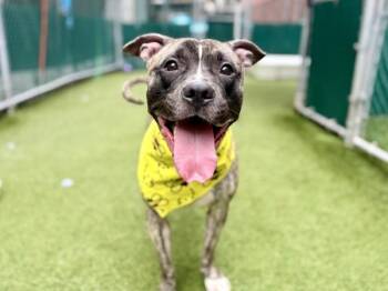 Cache -  Mixed Breed Dog for Adoption in New York, New York - Cache | PetCurious