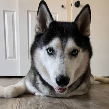 Rescue Siberian Husky Dogs for Adoption in Clearwater, Florida - Kato | PetCurious