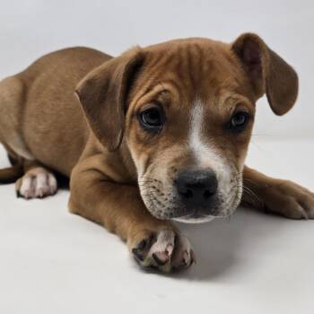 Mixed Breed Dogs Available for Adoption in Columbia, Missouri - Scrabble | PetCurious
