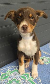 Banshee - foster needed -  Australian Cattle Dog Blue Heeler and Australian Shepherd Dog for Adoption in New York, New York - Banshee - Foster Needed | PetCurious