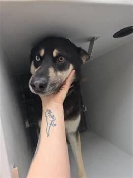 Rescue Siberian Husky and Mixed Breed Dogs for Adoption in Houston, Texas - A636843 | PetCurious