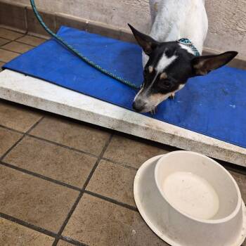 Jodi -  Terrier and Chihuahua Dog for Adoption in Birmingham, Alabama - Jodi | PetCurious