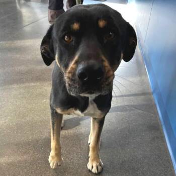 Shepherd and Rottweiler Dogs Available for Adoption - Rainey | PetCurious