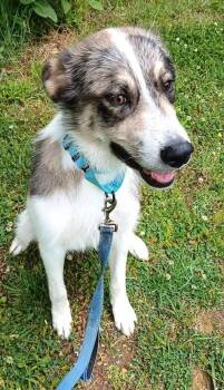 Mixed Breed Dogs Available for Adoption in Pegram, Tennessee - CHESTER | PetCurious