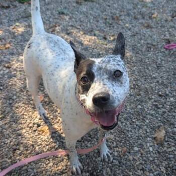 Lillian -  Mixed Breed Dog for Adoption in West Olive, Michigan - Lillian | PetCurious