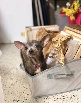Chihuahua Dogs Available for Adoption - Grisol | PetCurious
