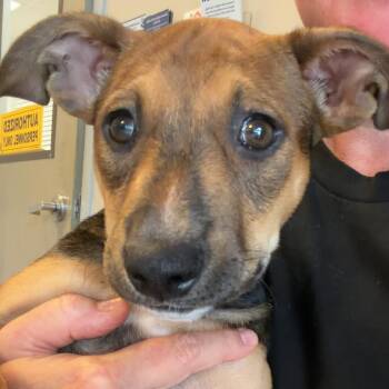 Casey -  Mixed Breed Dog for Adoption in Blue Ridge, Georgia - Casey | PetCurious