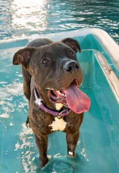 Jimbo -  American Staffordshire Terrier Dog for Adoption in Kingman, Arizona - Jimbo | PetCurious