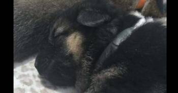 Belgian Shepherd Malinois and German Shepherd Dog Dogs Available for Adoption in Imlay City, Michigan - Albert (Aircraft Litter, Grey Collar) - Located In NV | PetCurious