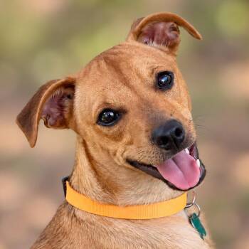 Andy -  Chihuahua and Pug Dog for Adoption in Boerne, Texas - Andy | PetCurious