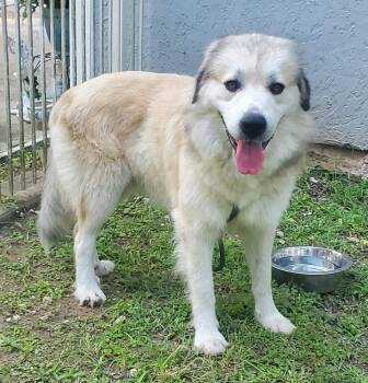Sebastian -  Great Pyrenees Dog for Adoption in Houston, Texas - Sebastian | PetCurious